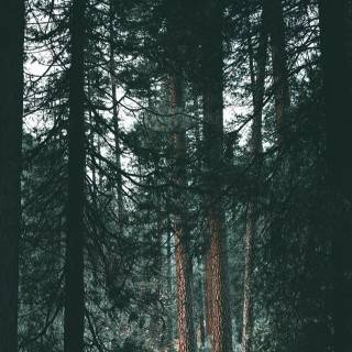 Wilderness phone wallpaper