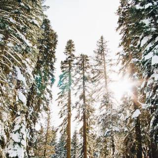 Wilderness phone wallpaper