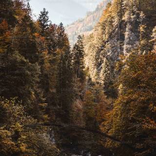 Wilderness phone wallpaper