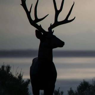 Wilderness phone wallpaper