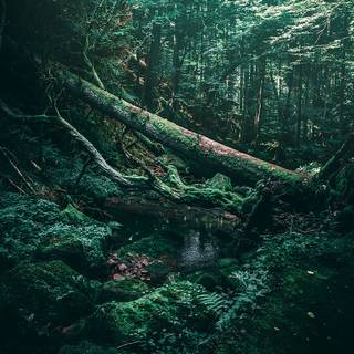 Wilderness phone wallpaper