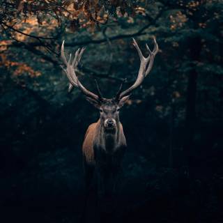 Wilderness phone wallpaper