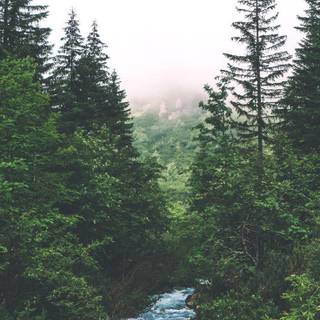 Wilderness phone wallpaper