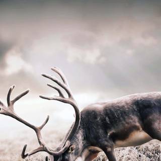 Wilderness phone wallpaper