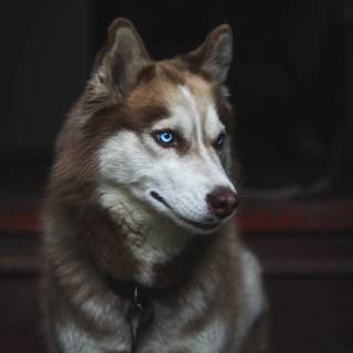 Huskies phone wallpaper