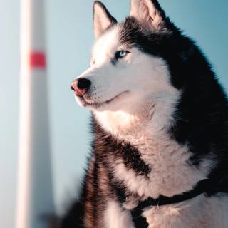 Huskies phone wallpaper