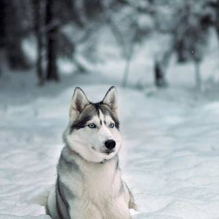 Huskies phone wallpaper