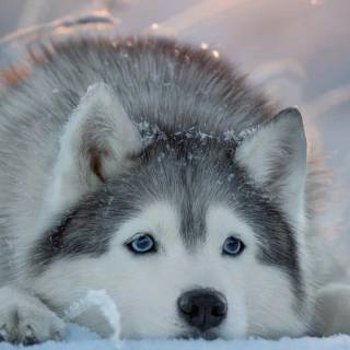Huskies phone wallpaper