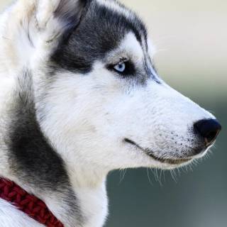 Huskies phone wallpaper