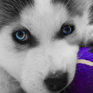 Huskies phone wallpaper