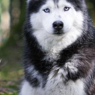 Huskies phone wallpaper