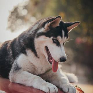 Huskies phone wallpaper