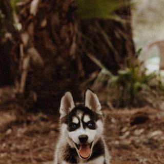 Huskies phone wallpaper