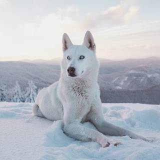 Huskies phone wallpaper