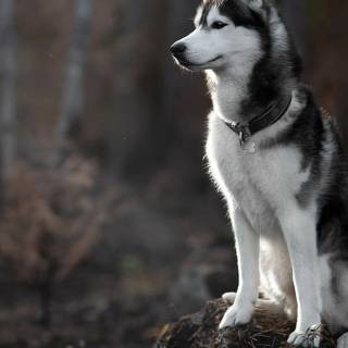 Huskies phone wallpaper