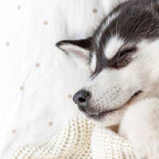 Huskies phone wallpaper