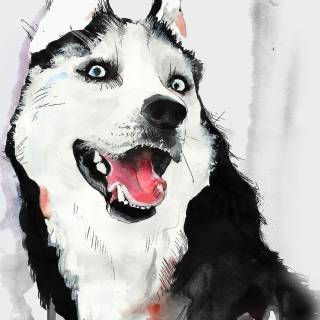Huskies phone wallpaper