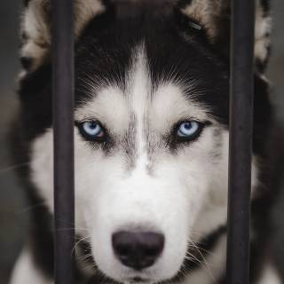 Huskies phone wallpaper