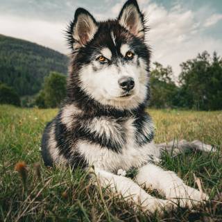 Huskies phone wallpaper