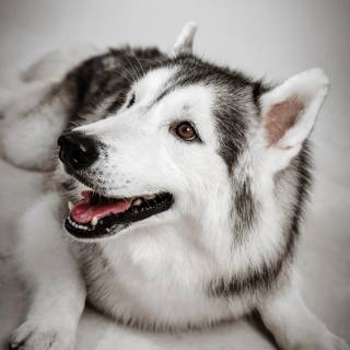 Huskies phone wallpaper