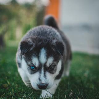 Huskies phone wallpaper