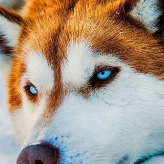 Huskies phone wallpaper