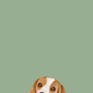 Beagle phone wallpaper