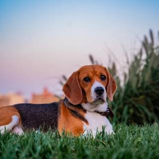 Beagle phone wallpaper