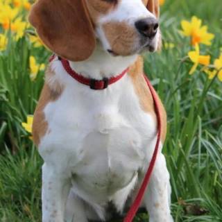 Beagle phone wallpaper