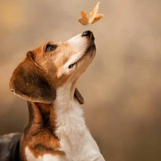 Beagle phone wallpaper