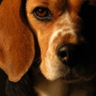 Beagle phone wallpaper
