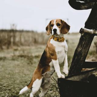 Beagle phone wallpaper