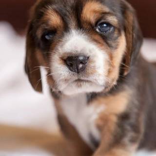 Beagle phone wallpaper