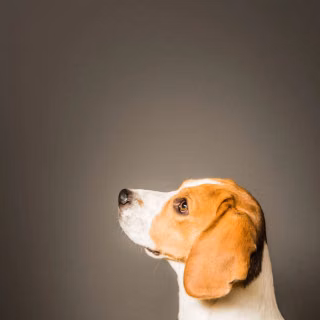 Beagle phone wallpaper