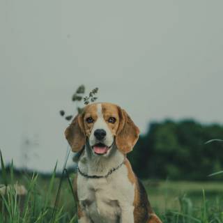 Beagle phone wallpaper
