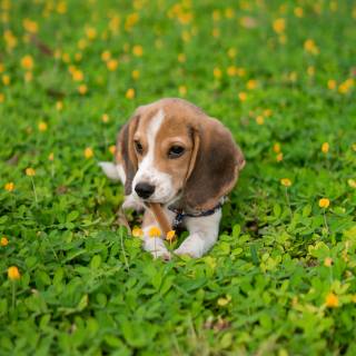 Beagle phone wallpaper