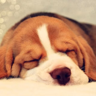 Beagle phone wallpaper