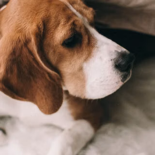 Beagle phone wallpaper