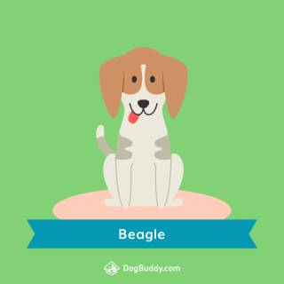 Beagle phone wallpaper