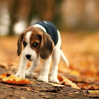 Beagle phone wallpaper