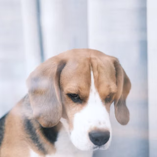 Beagle phone wallpaper
