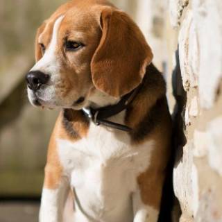 Beagle phone wallpaper