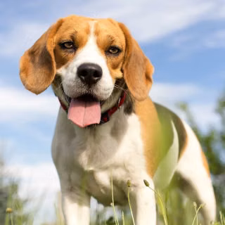 Beagle phone wallpaper