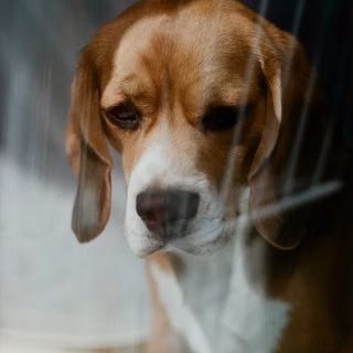 Beagle phone wallpaper