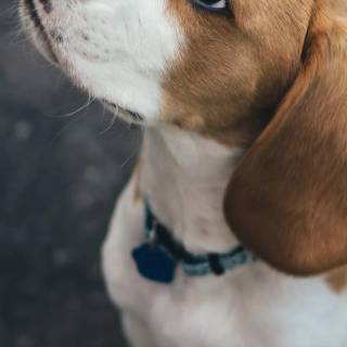 Beagle phone wallpaper