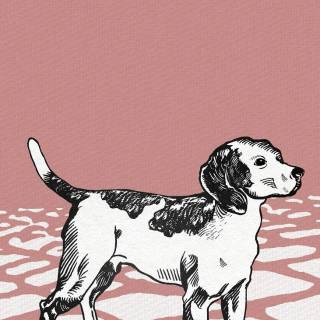 Beagle phone wallpaper