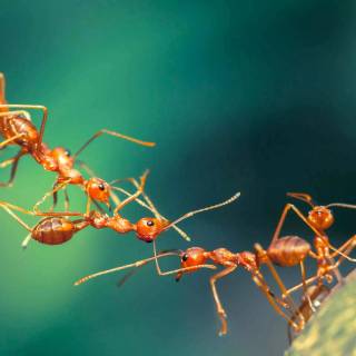 Ants 4k wallpaper