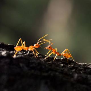Ants 4k wallpaper