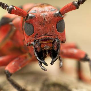 Ants 4k wallpaper