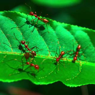 Ants 4k wallpaper